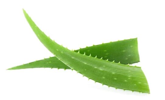 Band Fungeent brans obsahuje Aloe Vera